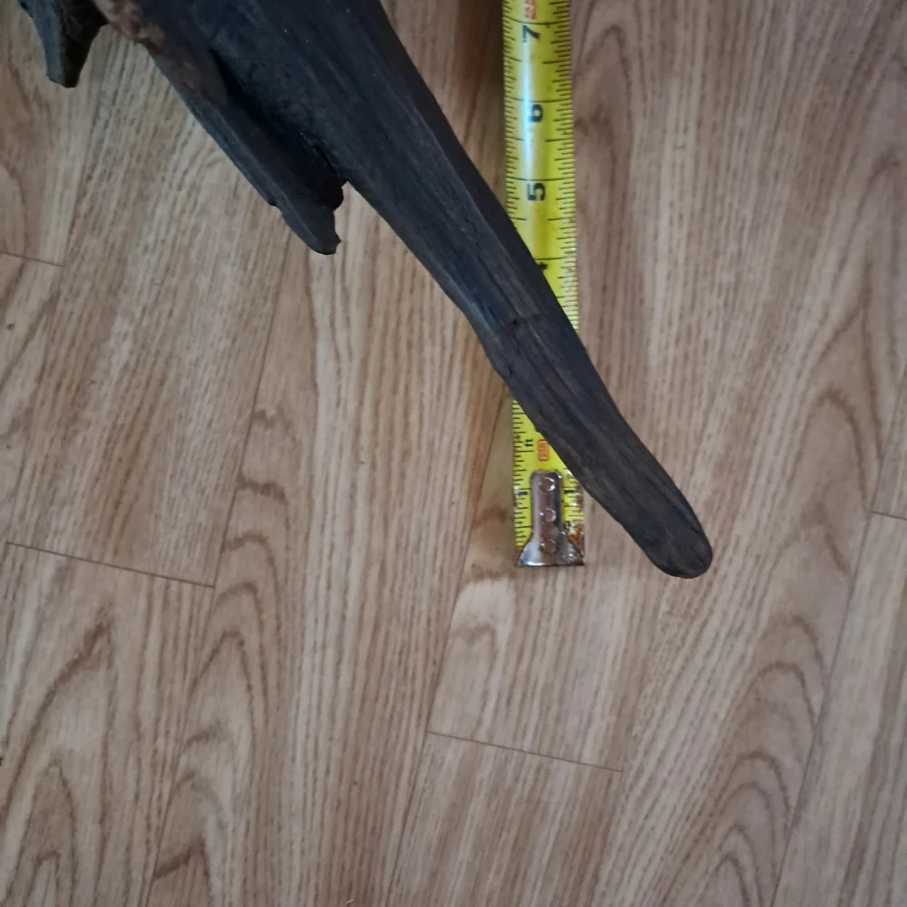 Bogwood from S. Louisiana 